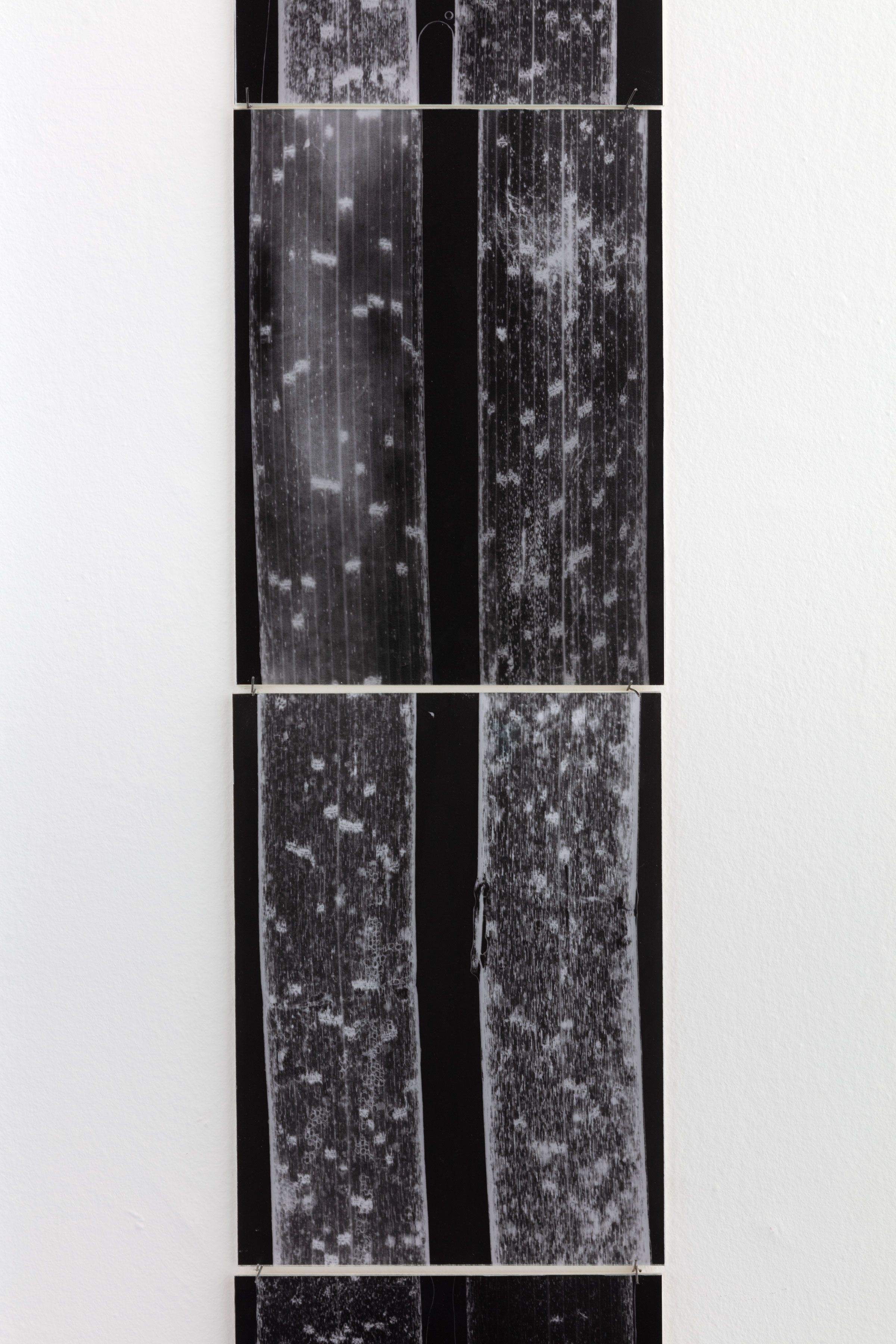 Renato Leotta, CONCERTINO per il mare, 2022